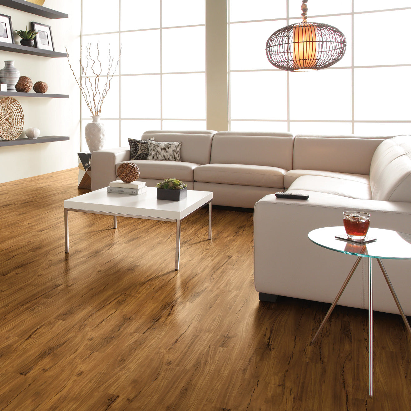 Gold Coast Acacia