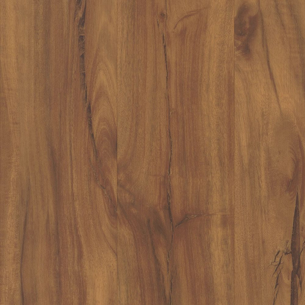 Gold Coast Acacia