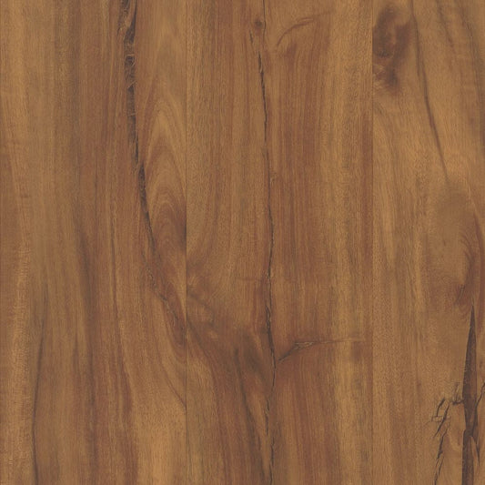 Gold Coast Acacia